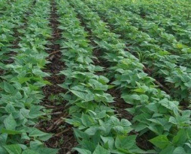 黑豆什么时候种植最好 黑豆种植技术和管理