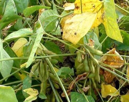 黑豆什么时候种植最好