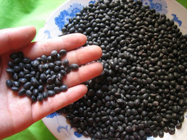 黑豆什么时候种植最好