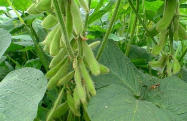 黑豆什么时候种植最好