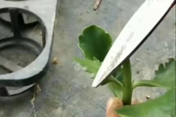 剪下来的长寿花枝怎么插