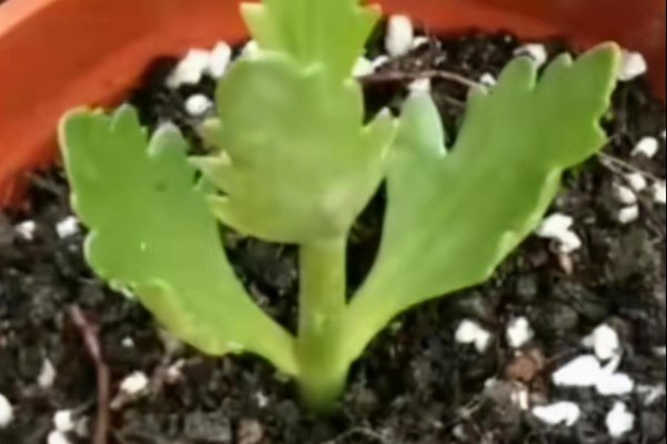 剪下来的长寿花枝怎么插