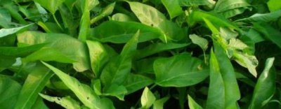 空心菜几月份播种最好 空心菜种子种植方法和时间