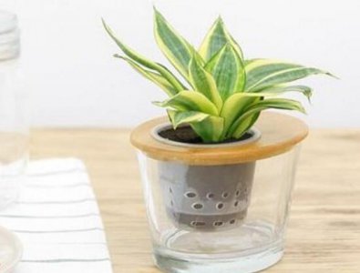 虎皮兰可以水培吗 分享虎皮兰水培生根方法