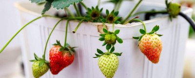 草莓什么时候种植最好 草莓的种植方法和时间