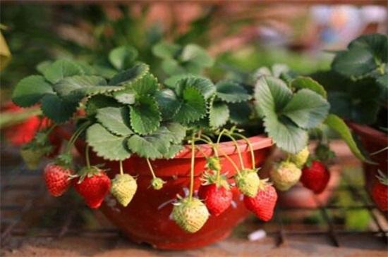 草莓什么时候种植最好