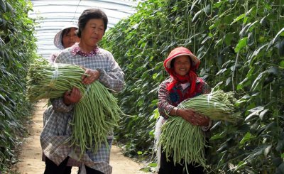 怎么种豆角才能产量高 豆角的栽培技术要点