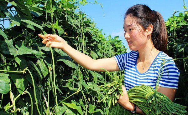 怎么种豆角才能产量高