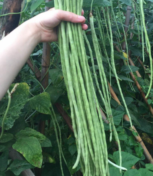 怎么种豆角才能产量高
