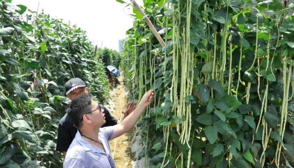 怎么种豆角才能产量高