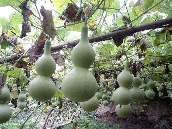 种的葫芦怎么打理