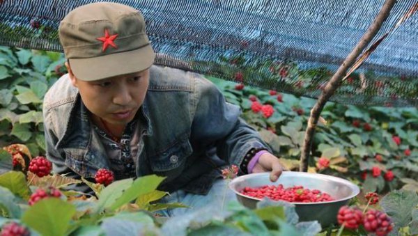 人参要种几年才能收成