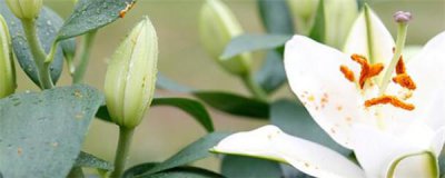 怎样种植百合花种球 百合种植方法全过程