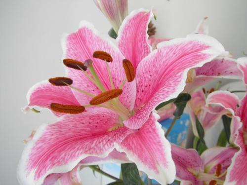 怎样种植百合花种球