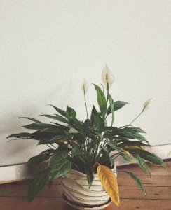 白掌花怎么养护和浇水 白掌花的养护技巧