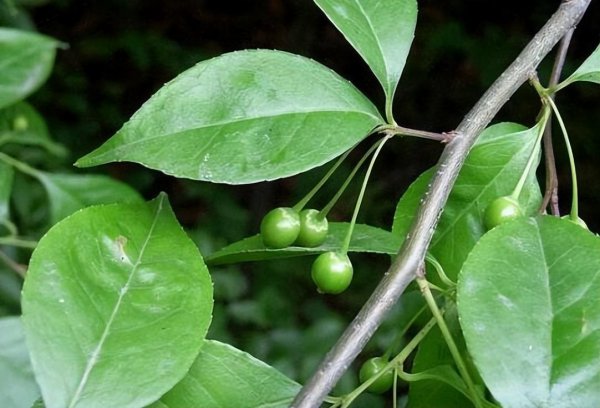 冬青树种类有哪些
