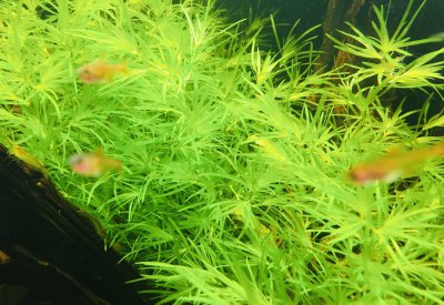 孔雀鱼怎么繁殖 新手养孔雀鱼的技巧