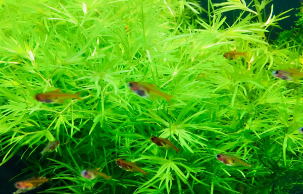 孔雀鱼怎么繁殖