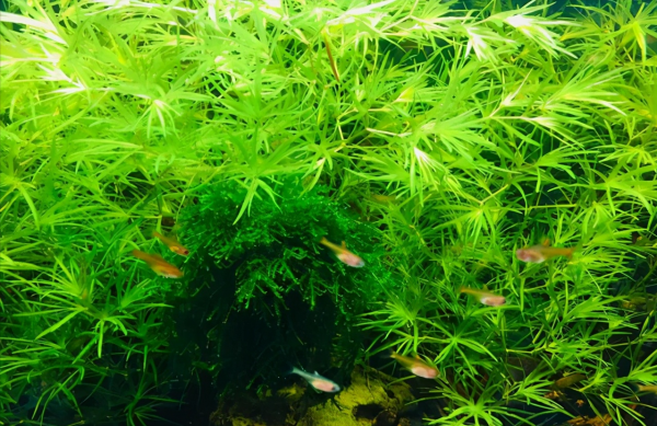 孔雀鱼怎么繁殖