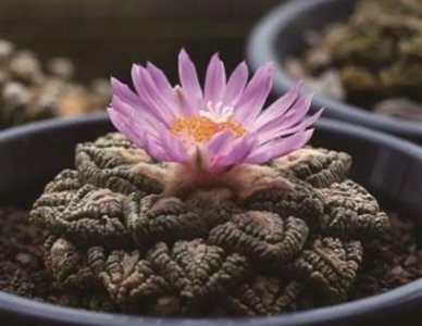 龟甲牡丹怎么养生长快 龟甲牡丹的养护技巧