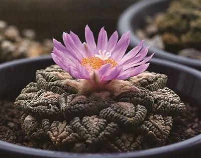 龟甲牡丹怎么养生长快