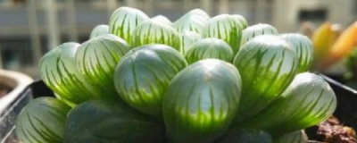 多肉玉露怎么养透亮 多肉植物的养护要点