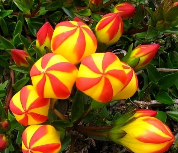 奇花异草有哪些品种