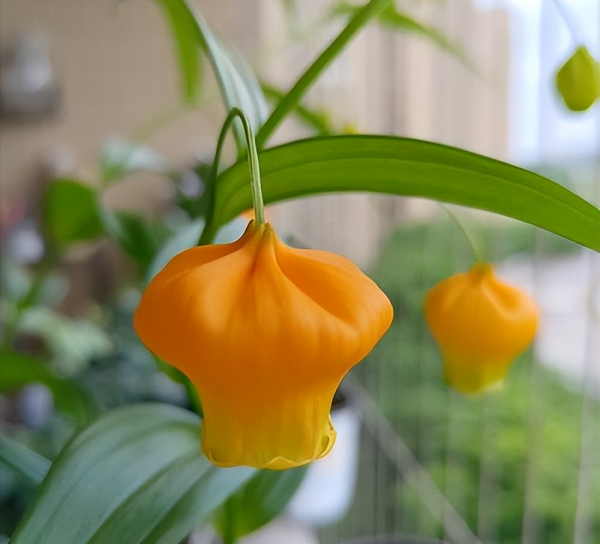 奇花异草有哪些品种
