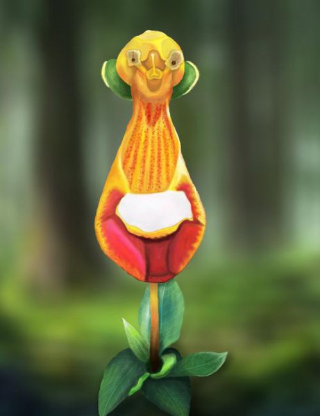 奇花异草有哪些品种