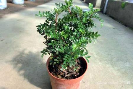 清香木怎么养才茂盛