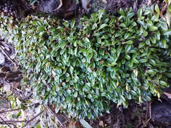 石豆兰怎么养才能开花