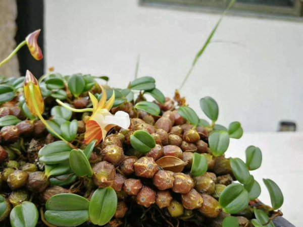 石豆兰怎么养才能开花