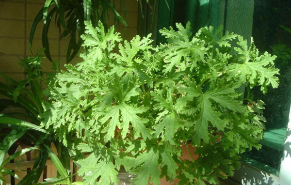 驱蚊草怎么养才能更旺盛