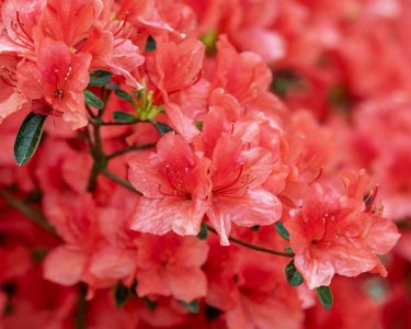 紫花杜鹃什么时候开花 紫花杜鹃最佳观赏时间