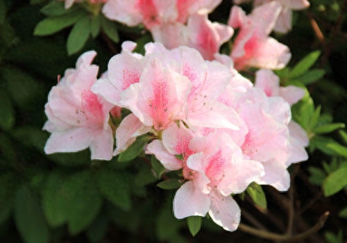 紫花杜鹃什么时候开花