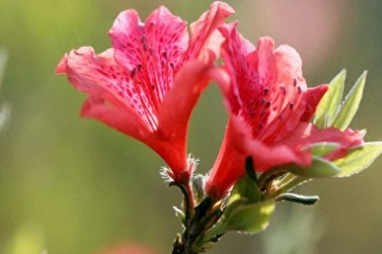 紫花杜鹃什么时候开花