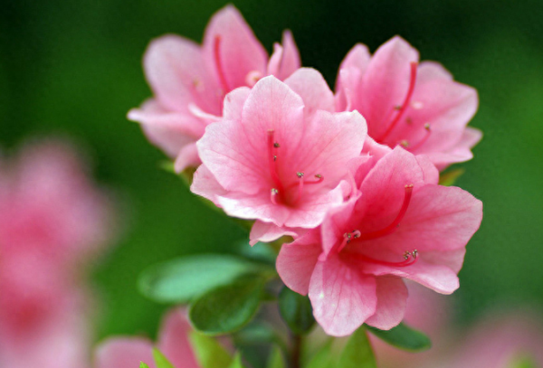 紫花杜鹃什么时候开花