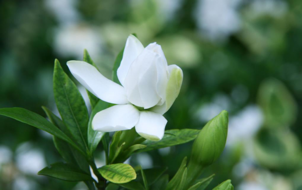 栀子花不开花是什么原因