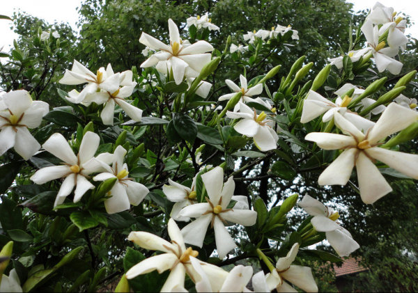 栀子花不开花是什么原因