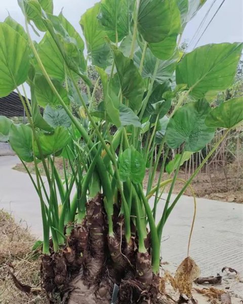 滴水观音如何养得好