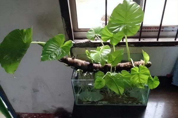 滴水观音如何养得好