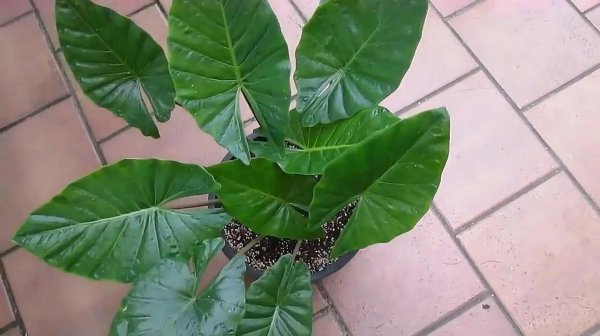 滴水观音如何养得好