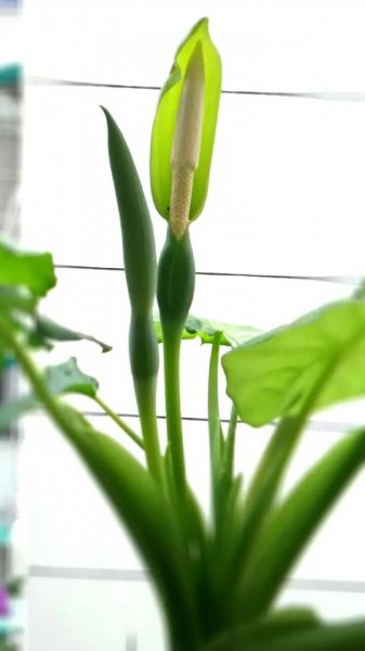 滴水观音如何养得好