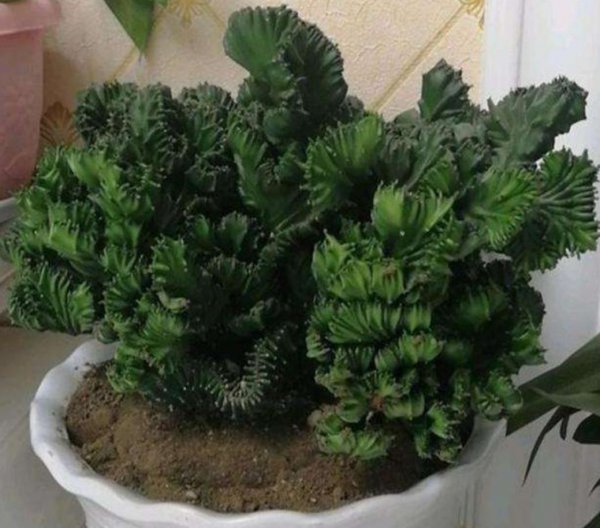 玉麒麟怎么养才能旺盛