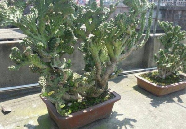 玉麒麟怎么养才能旺盛