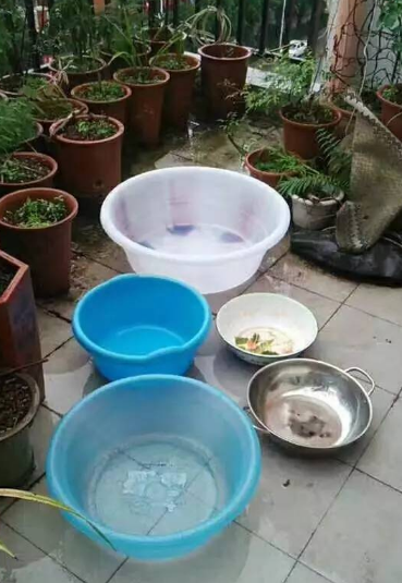 凤尾竹多久浇一次水