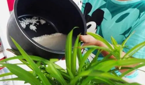 凤尾竹多久浇一次水