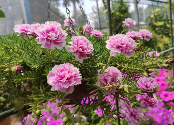 太阳花的花期是多久