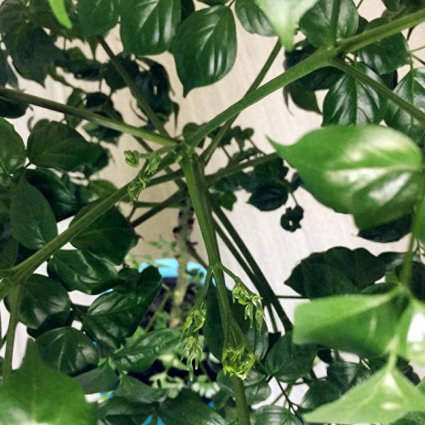 幸福树多久浇一次水