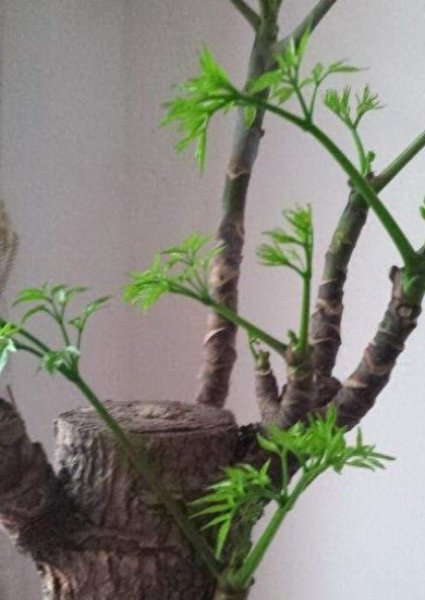 幸福树多久浇一次水